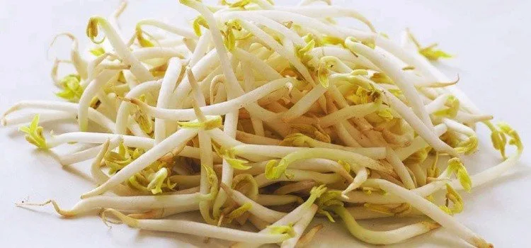 Moyashi – ต้นอ่อนถั่ว – ถูกและมีคุณค่าทางโภชนาการ