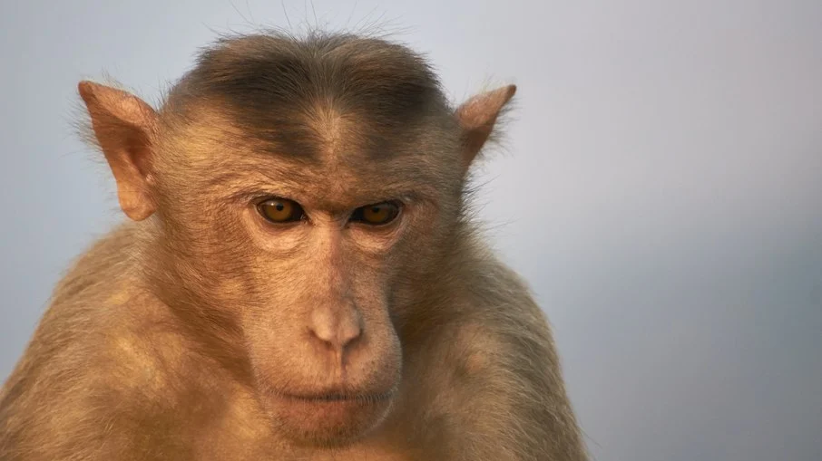 Macacos selvagens aterrorizam japoneses